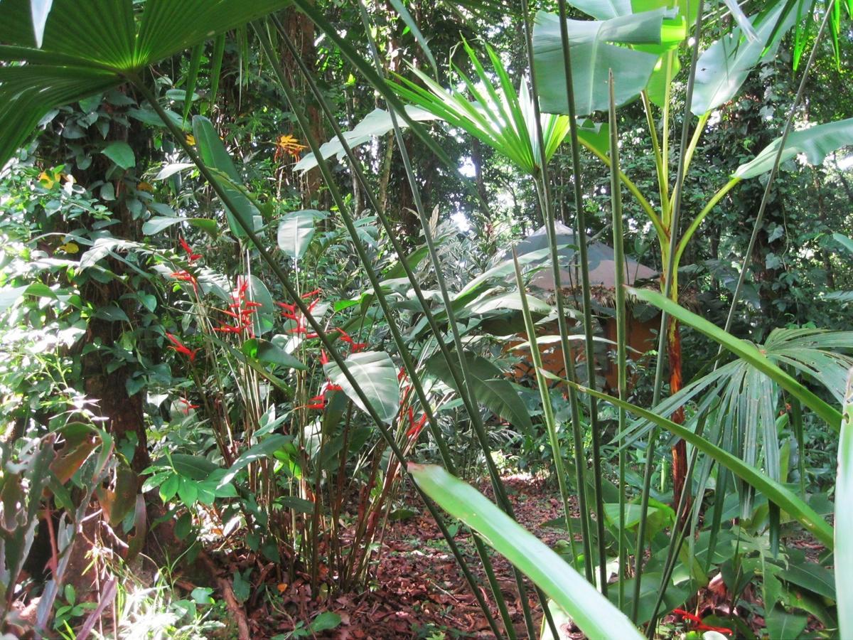 Korrigan Lodge Cahuita Ruang foto
